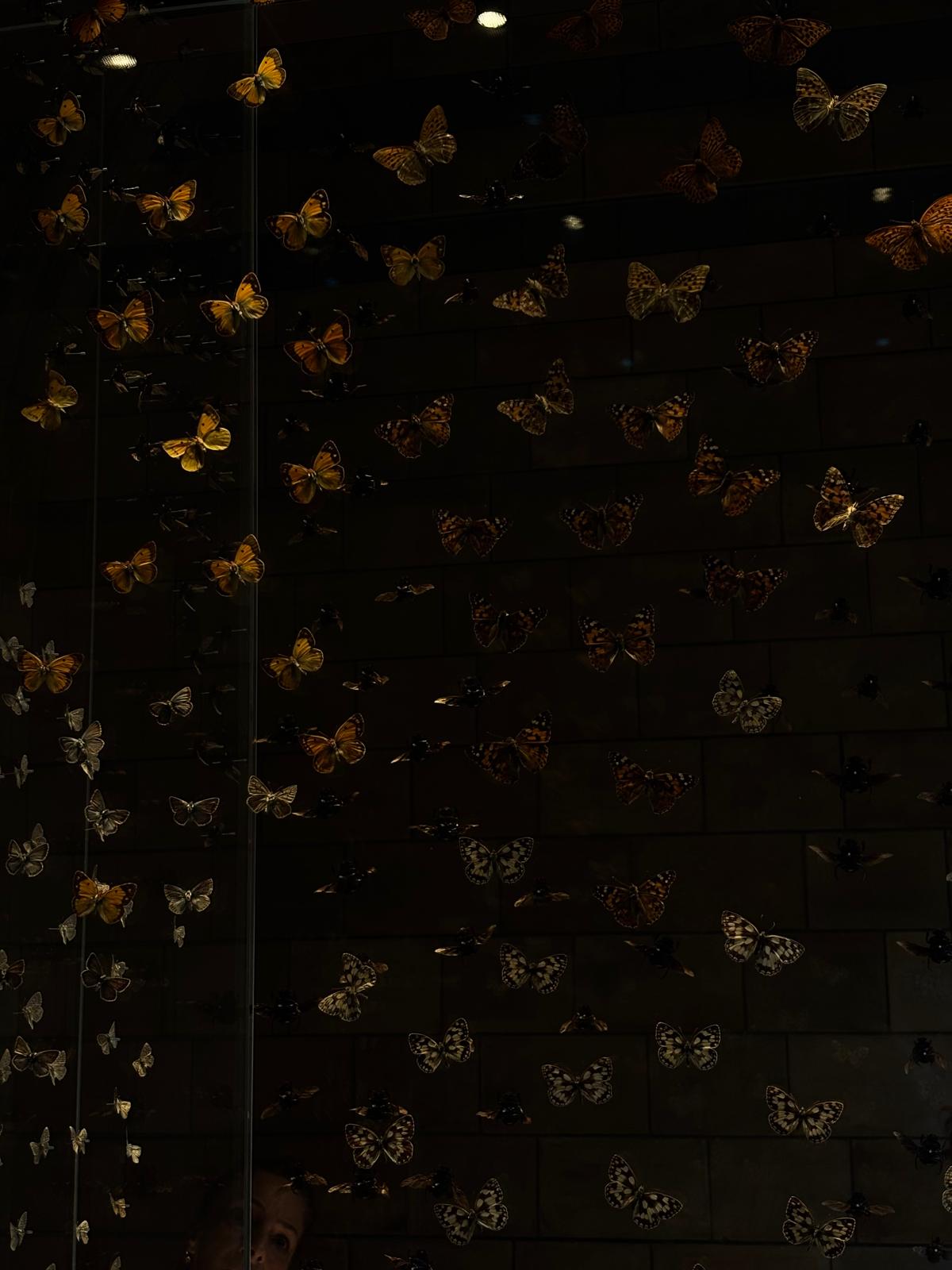 Butterfly museum exhibit